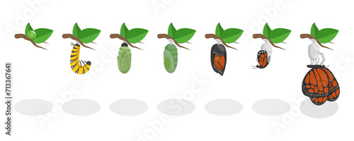 Cuadro en lienzo 3D Isometric Flat  Conceptual Illustration of Butterfly Metamorphosis, 7 St Life