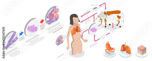 3D Isometric Flat  Conceptual Illustration of Anthrax, Labeled Medical Infection Disease Cycle Scheme photo