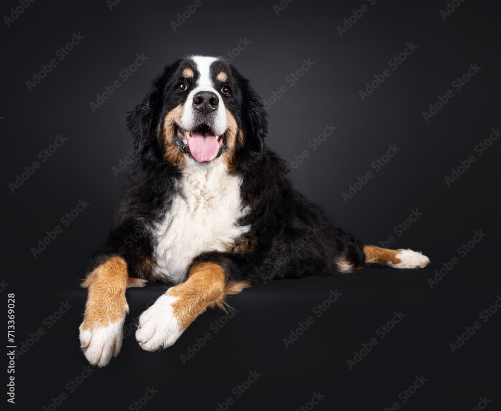 Beautiful senior Berner Sennen dog, laying on an edge. Looking up and above camera. Isolated on a black background.