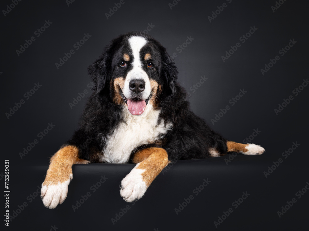 Beautiful senior Berner Sennen dog, laying on an edge. Looking straight into camera. Isolated on a black background.