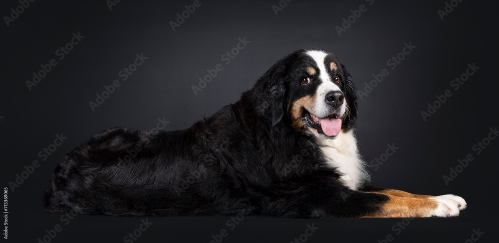 Beautiful senior Berner Sennen dog, laying down side ways. Looking straight into camera. Isolated on a black background.