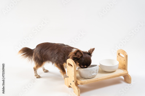 食事中の犬のチワワ｜白背景