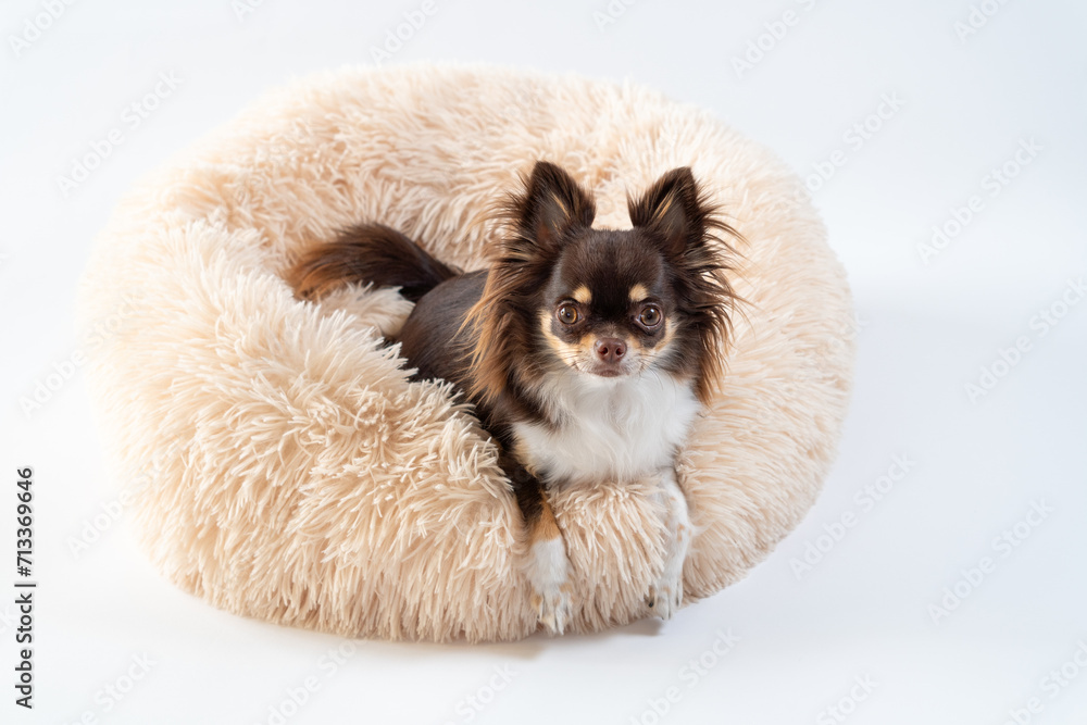 Obraz premium ベッドの上でくつろぐ犬のチワワ｜白背景