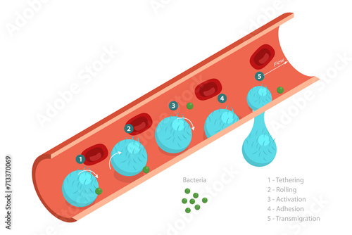 3D Isometric Flat  Conceptual Illustration of Leukocyte Adhesion And Migration, Medical Educational Diagram photo