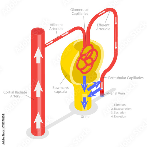 Fotografia 3D Isometric Flat  Conceptual Illustration of Formation Of Urine, Educational Di