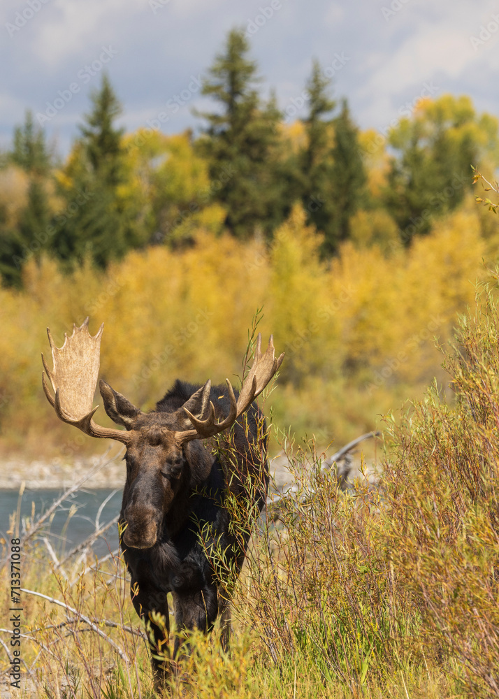 Bull Moose in the Rut in Autumn in Wyoming Bull Moose in the Rut in Autumn in Wyoming