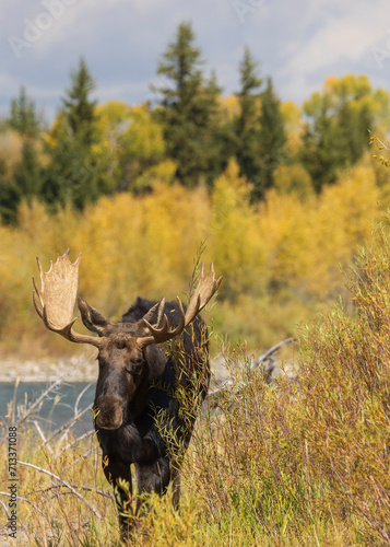 Fototapeta Naklejka Na Ścianę i Meble -  Bull Moose in the Rut in Autumn in Wyoming