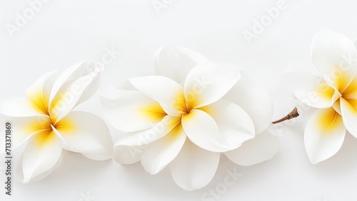 Beautiful Plumeria flowers on white surface