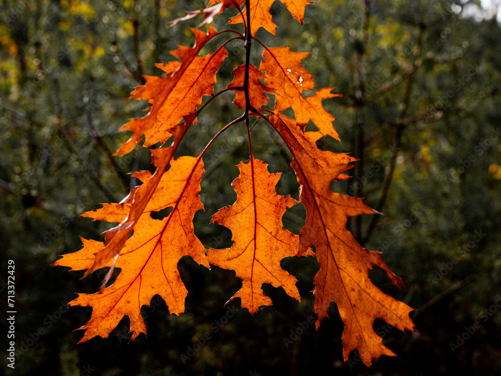 Fototapeta premium autumn leaf in the forest