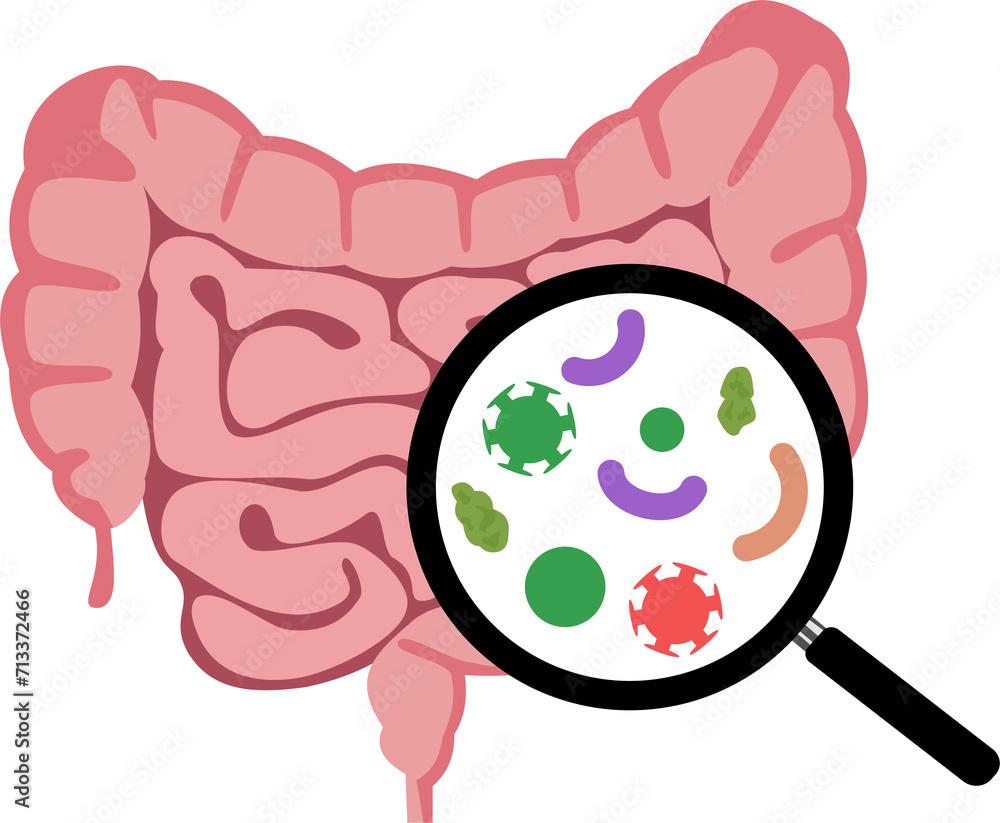 Fototapeta premium Illustration a Doctor Examines of the Colon and Harmful Bacteria