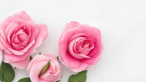 Beautiful Rose flowers on white surface