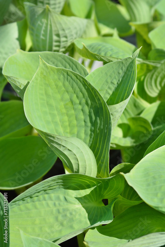 Plantain lily leaves photo