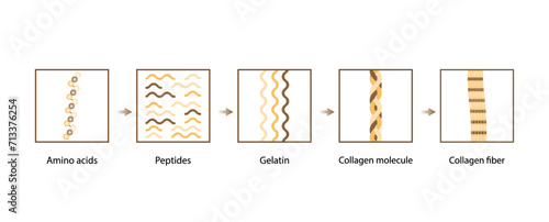 Collagen synthesis. From Amino acids, Peptides and Gelatin to Collagen molecule, Collagen fibers. fibroblasts. Anti-aging therapy. Vector illustration.