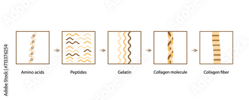 Collagen synthesis. From Amino acids, Peptides and Gelatin to Collagen molecule, Collagen fibers. fibroblasts. Anti-aging therapy. Vector illustration. photo