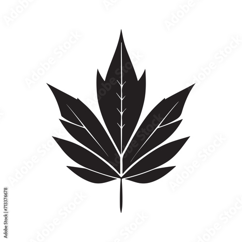Maple Leaf Illustration