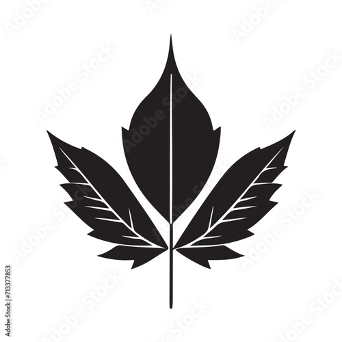Maple Leaf Illustration