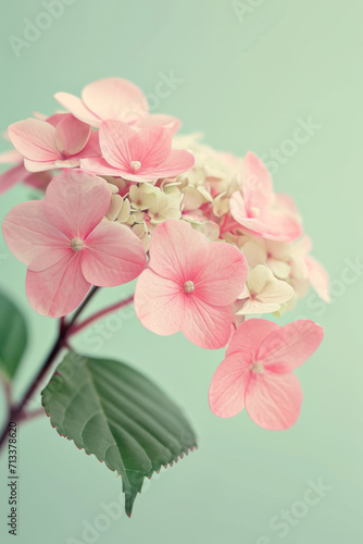 Pink hydrangea flower soft elegant vertical background, card template © Ema