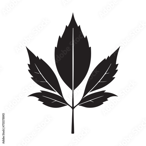 Maple Leaf Illustration