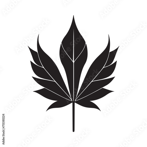 Maple Leaf Illustration
