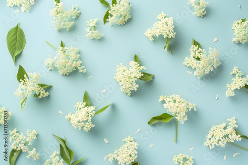 Natural elderberry flowers texture. Sambucus nigra blooms, isolated pastel blue background. Minimal blossom concept, floral flat lay. Traditional medicine. Top view summer pattern. photo