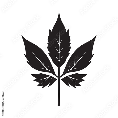 Maple Leaf Illustration