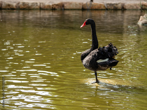 Fototapeta Naklejka Na Ścianę i Meble -  black swan in the water