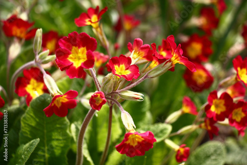 Sunny spring day. In a flower bed the primula blossoms. Transparent inflorescences with bright red flowers.