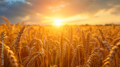 A mesmerizing close-up of golden wheat, bathed in the warm hues of a beautiful sunset landscape, showcasing the intricate details and natural beauty of a tranquil rural setting