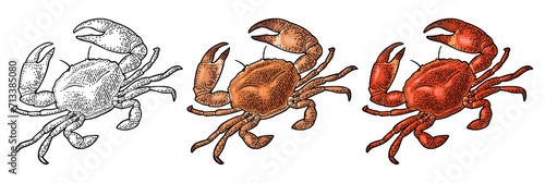 Crab isolated on white. Vector black vintage engraving