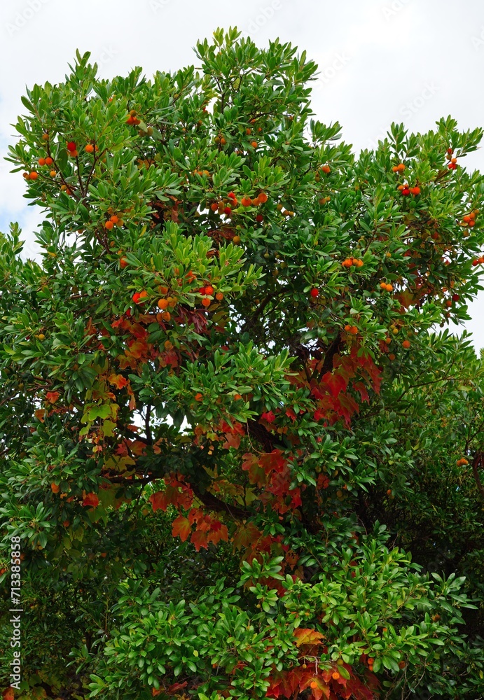 Red berry fruit of Cane Apple Arbutus Unedo growing on the tree