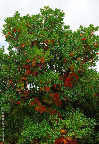 Red berry fruit of Cane Apple Arbutus Unedo growing on the tree