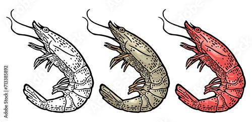 Shrimp isolated on white background. Vector black vintage engraving