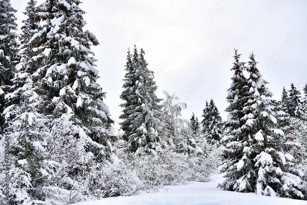 Winter scenery with snowy trees Winter scenery with snowy trees