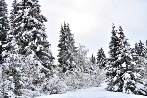 Winter scenery with snowy trees 