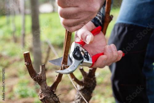 Vine grower pruning the vineyard with professional steel scissors. Traditional agriculture. Winter pruning. 