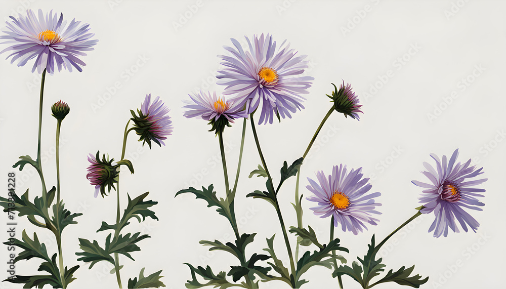 The Symbolism of the Aster Flowers The Symbolism of the Aster Flowers