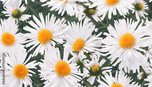 The Symbolism of the Aster Flowers