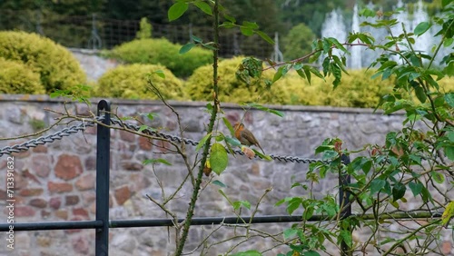 Robin small garden bird chirping singing on fence 