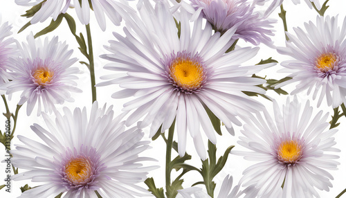 The Symbolism of the Aster Flowers