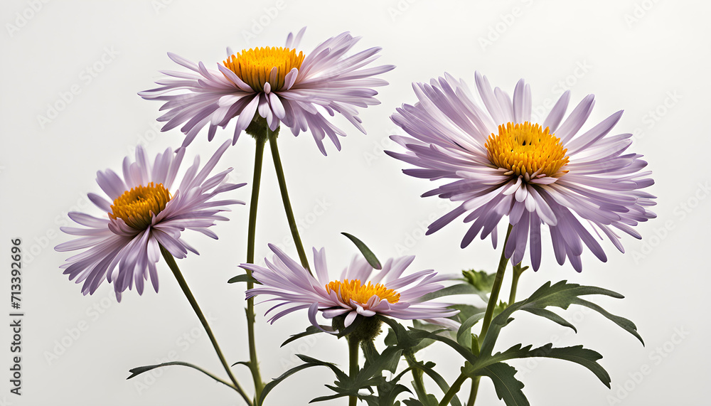 The Symbolism of the Aster Flowers The Symbolism of the Aster Flowers