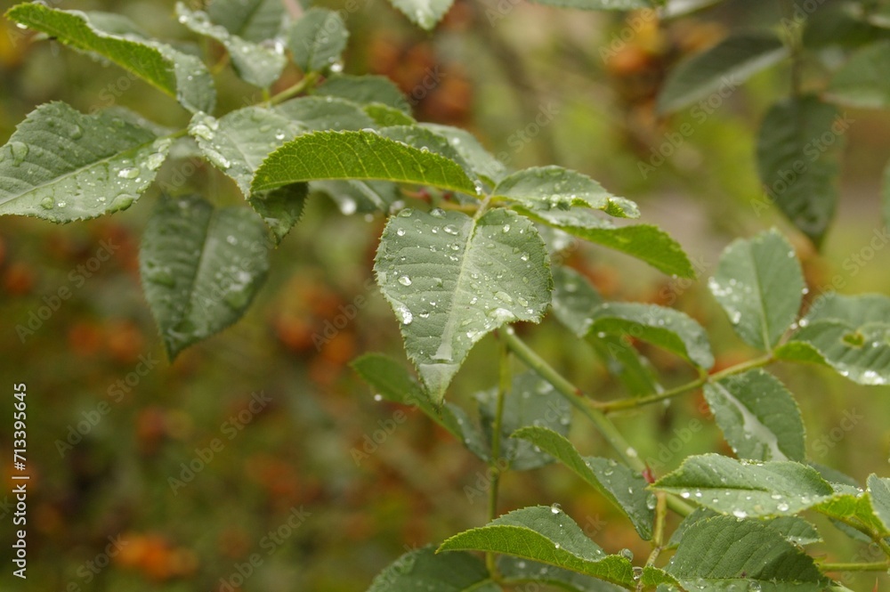 In summer, green leaves were photographed on which we see raindrops In summer, green leaves were photographed on which we see raindrops
