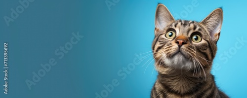 Cutetabby  cat curiously peeking over blue background. Kitten showing violet placard template. Banner about pets with copy space © ratatosk