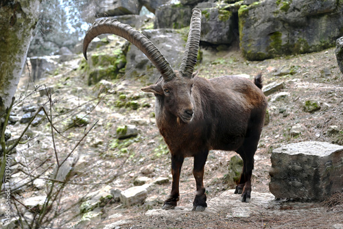 Capricorn in the mountains