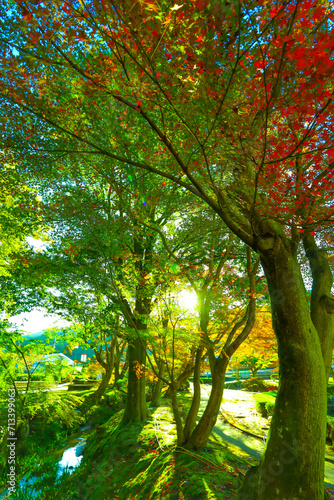 朝日を浴びる曾木公園の紅葉