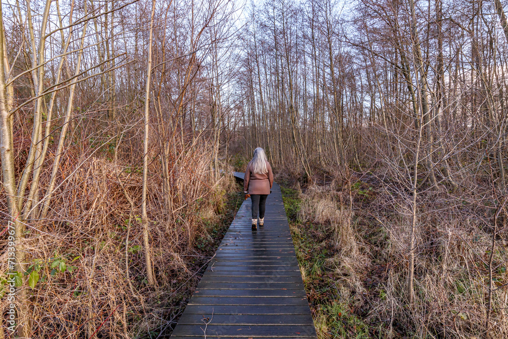 Rear view of a senior adult woman walking on a wooden path in muddy terrain between wild vegetation and bare trees, Thor Park - Hoge Kempen National Park, cloudy day in Genk, Belgium
