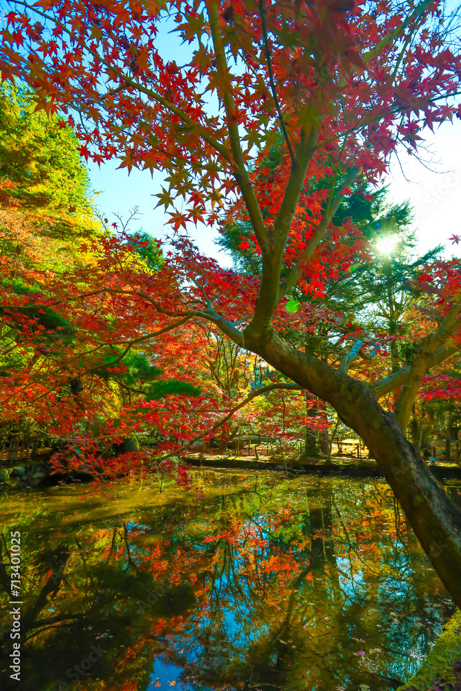 湖面に反射する早朝の逆さ紅葉