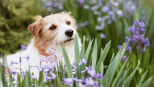 Cute dog looking through the flowers in the garden. Spring forward, springtime concept.