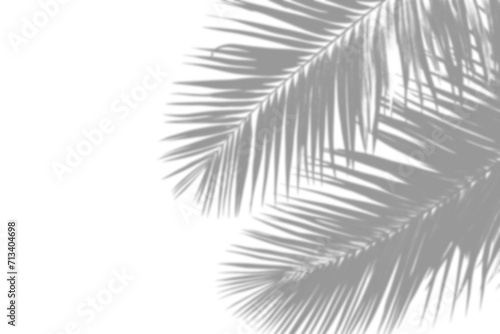 Palm Leaf Shadows on Transparent Background