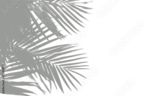 Abstract Palm Leaf Shadow Overlay on Transparent Background