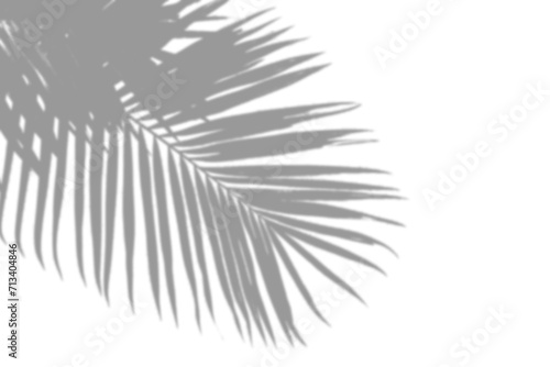 Soft Palm Shadow on Transparent Background for Design